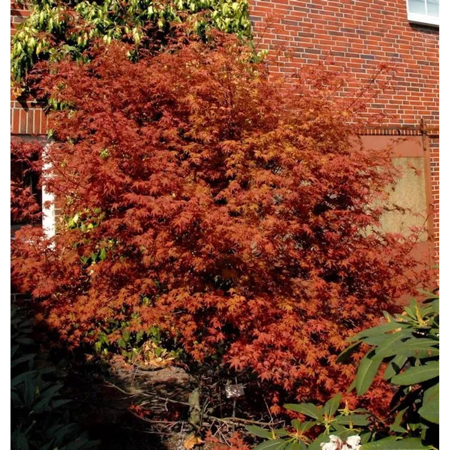 Rotaustreibender Fächerahorn Deshojo 40-60cm - Acer palmatum
