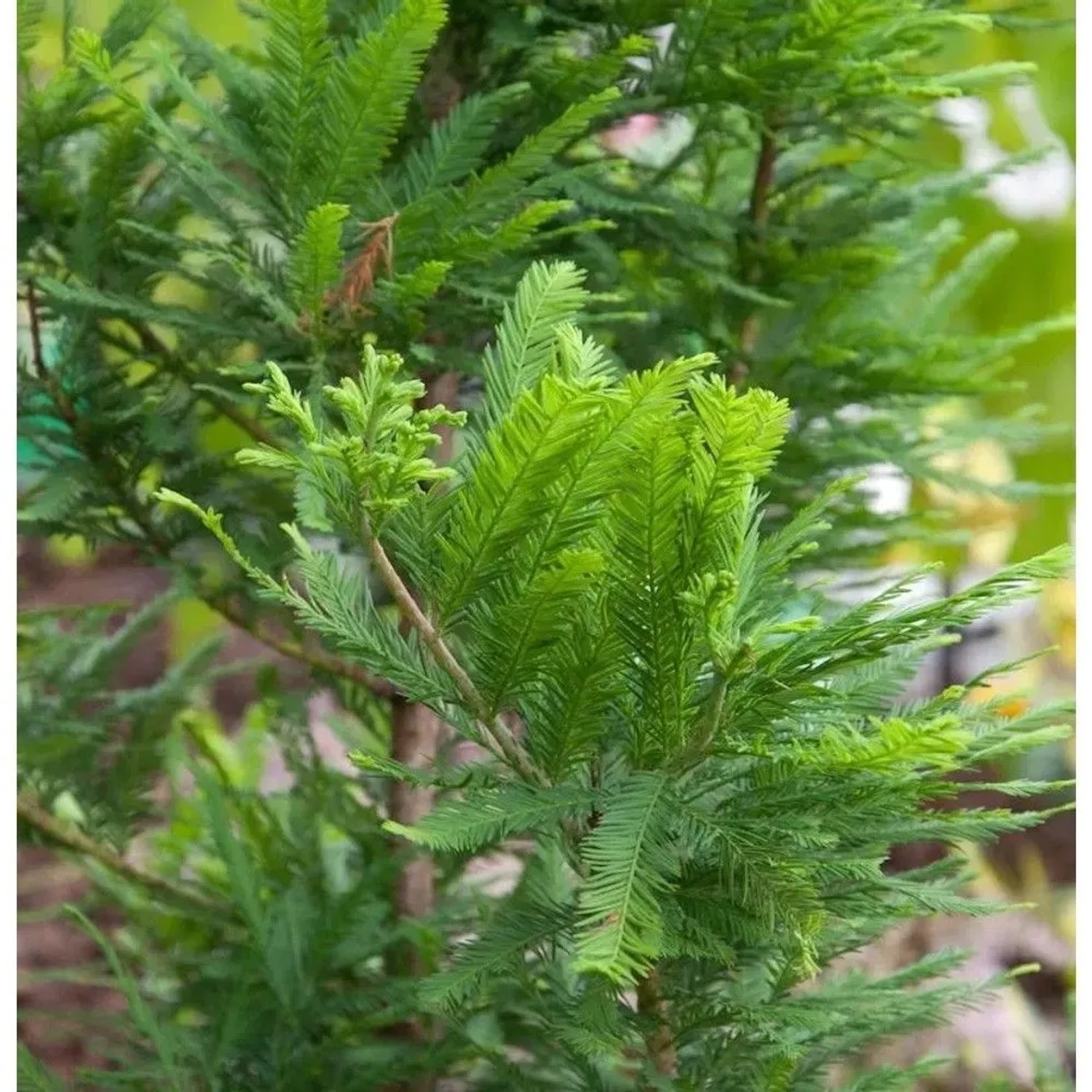 Hochstamm Zwerg Sumpfzypresse 80-100cm - Taxodium distichum