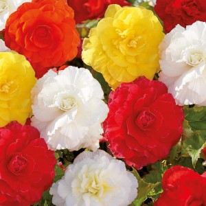 Mehrfarbige, gefüllte Begonien-Blüten (GROW by OBI) in Rot, Gelb, Orange und Weiß.