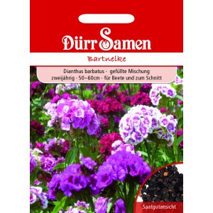 Dürr Samen Bartnelke Mischung, zweijährig, farbenprächtige Blüten für Beet und Schnitt.