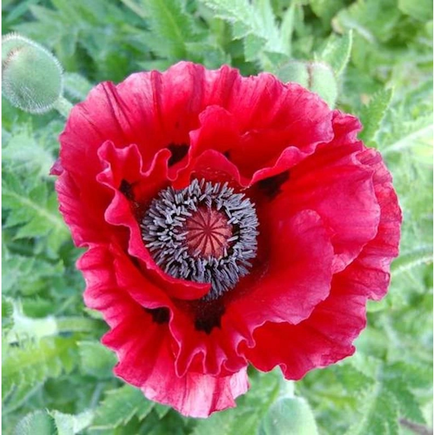 Türkischer Mohn Harlem - Papaver orientale günstig online kaufen