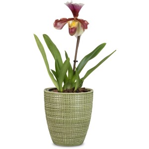 Scheurich Pflanzgefäß Menta, Ø 13cm, mit Orchidee im passenden Übertopf.