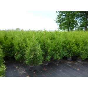 Thuja 'Brabant' 100-125 cm im Topf, grüne Heckenpflanze für den Garten.