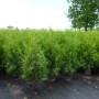 Thuja 'Brabant' 100-125 cm im Topf, grüne Heckenpflanze für den Garten.