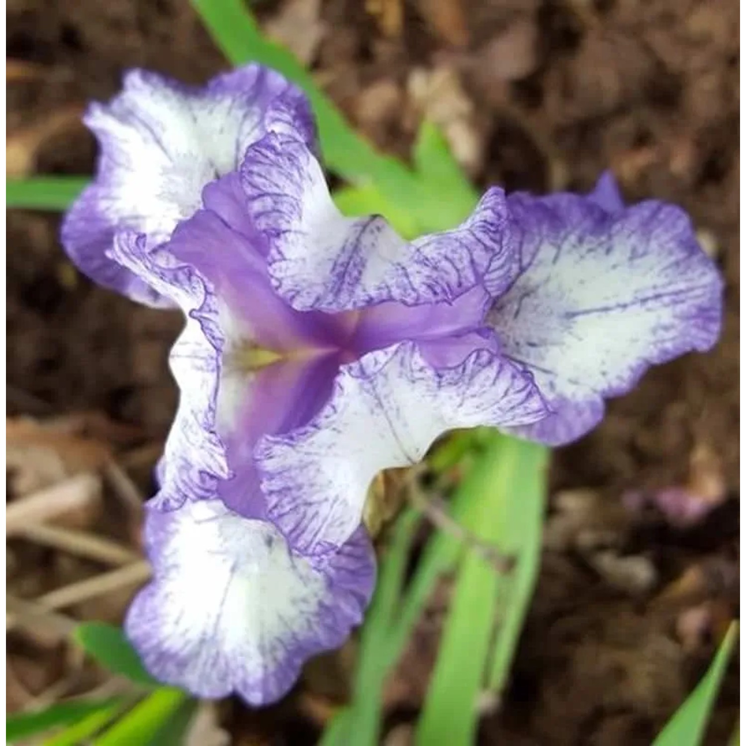 Zwergschwertlilie Pepita - Iris barbata
