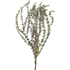 Getrockneter Eucalyptus als Dekoration für Innenräume.