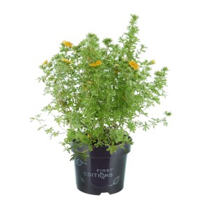 Fingerstrauch Mandarin Tango im Topf, ca. 30-40 cm hoch, mit orangeroten Blüten.