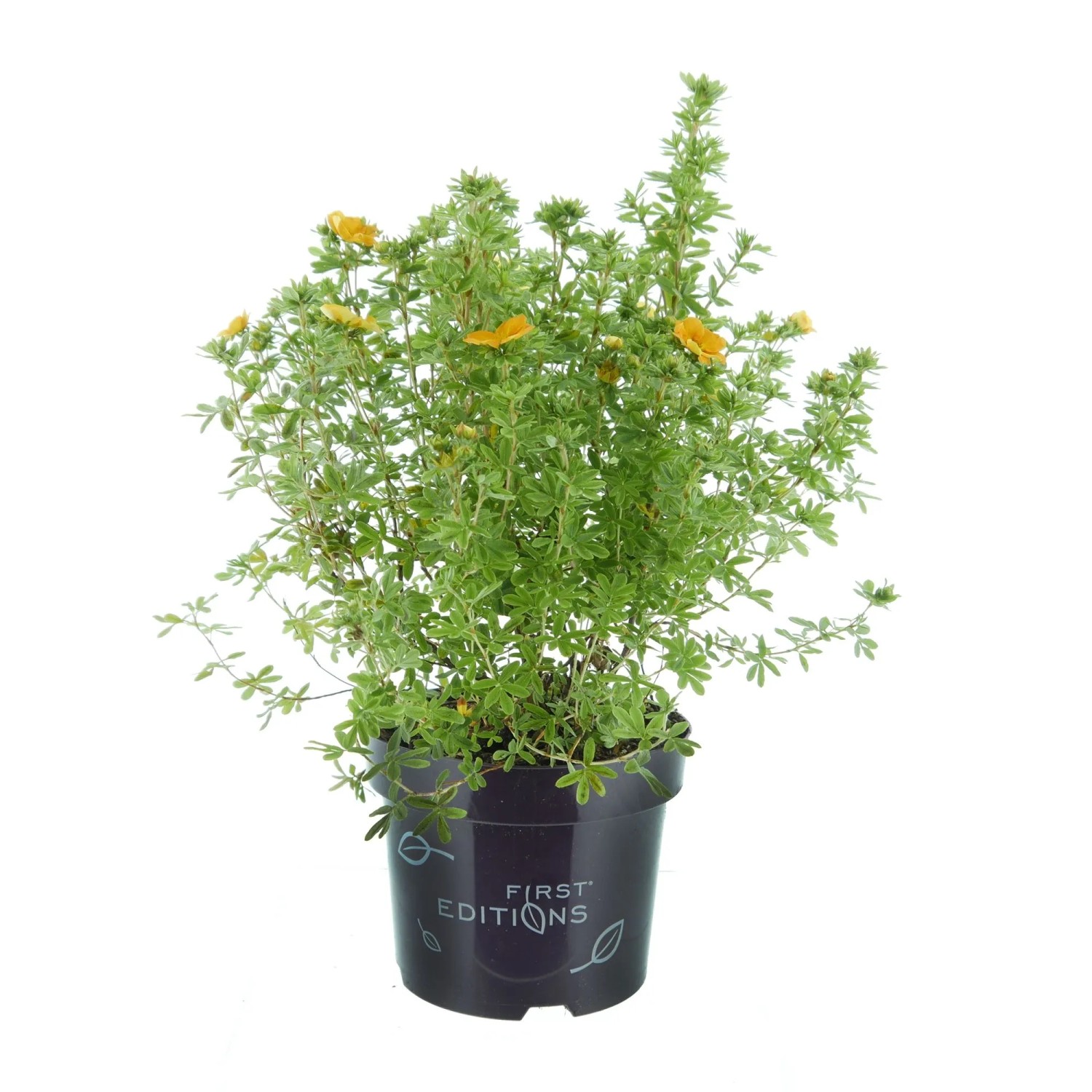 Fingerstrauch Mandarin Tango Höhe 30 - 40 cm Topf 3,5, Potentilla fruticosa