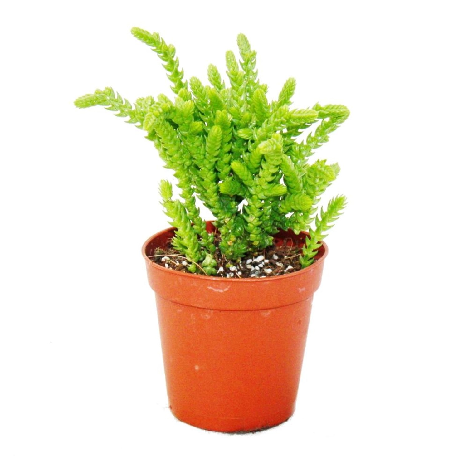 Exotenherz Sukkulente Crassula Lycopodioides Mäuseschwanz im 5,5cm Topf günstig online kaufen