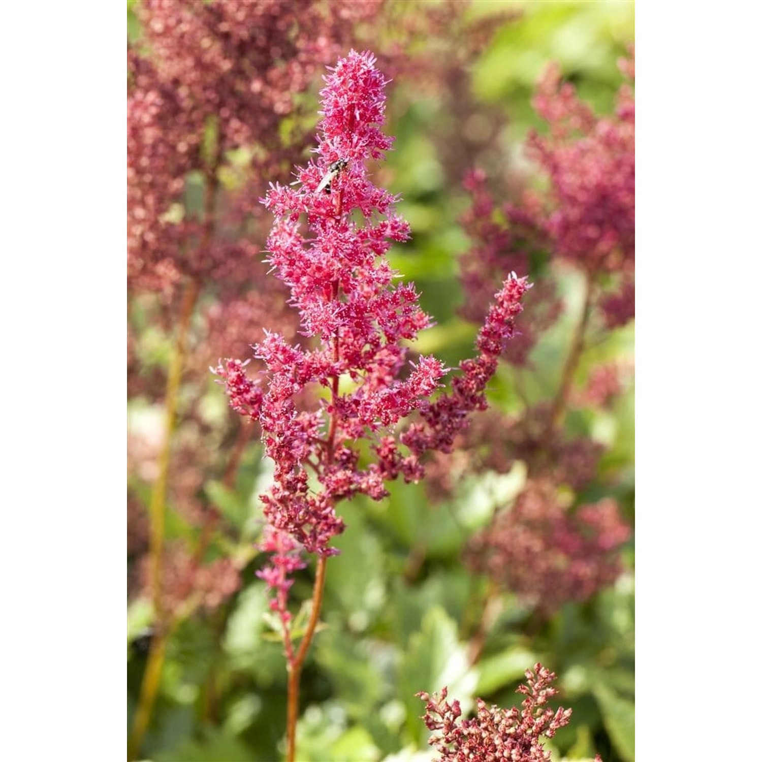 Astilbe Japonica Bremen Prachtspiere Ca. 9x9 cm Topf günstig online kaufen