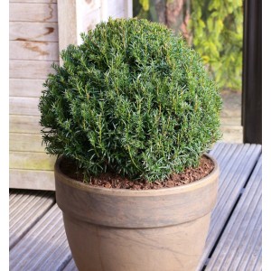 Kugelförmige Eibe Osterberg (Taxus baccata) im Topf, grüne Gartenpflanze.