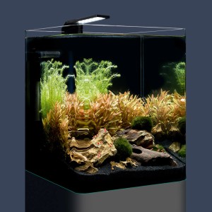 Dennerle Nano Cube Basic 20 l Aquarium-Set mit LED-Beleuchtung, Pflanzen und Dekoration.