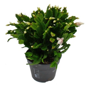XXL Weihnachtskaktus Schlumbergera mit weißen Blüten im 17cm Topf, ca. 30cm hoch.