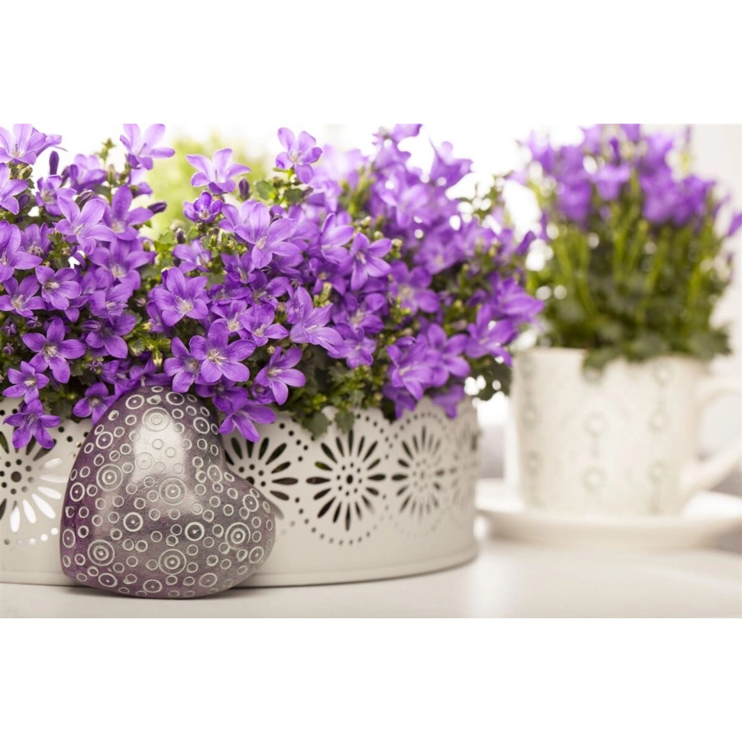 Campanula Portenschlagiana Polsterglockenblume Violett Ca. 9x9 cm Topf günstig online kaufen