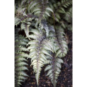 Japanischer Regenbogenfarn 'Metallicum' mit silbrig-grünen Blättern und purpurroten Stielen im 14x14 cm Topf.