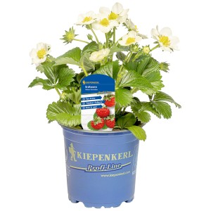 Kiepenkerl Erdbeere 'Mieze Schindler' im Topf mit weißen Blüten und grünen Blättern.