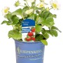 Kiepenkerl Erdbeere 'Mieze Schindler' im Topf mit weißen Blüten und grünen Blättern.
