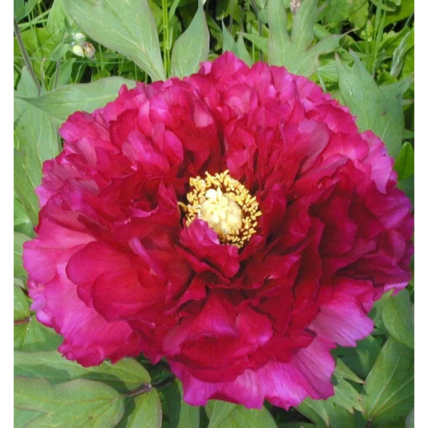 Edelpfingstrose Kansas - Paeonia,actiflora