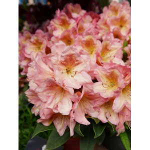 Nahaufnahme der hellrosa Alpenrose Eyecatcher Blush (Rhododendron) mit zarten Blüten.