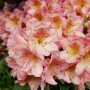 Nahaufnahme der hellrosa Alpenrose Eyecatcher Blush (Rhododendron) mit zarten Blüten.