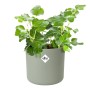 Elho Blumentopf B.for Soft, rund, Ø 16 cm, grün, mit Efeu bepflanzt.