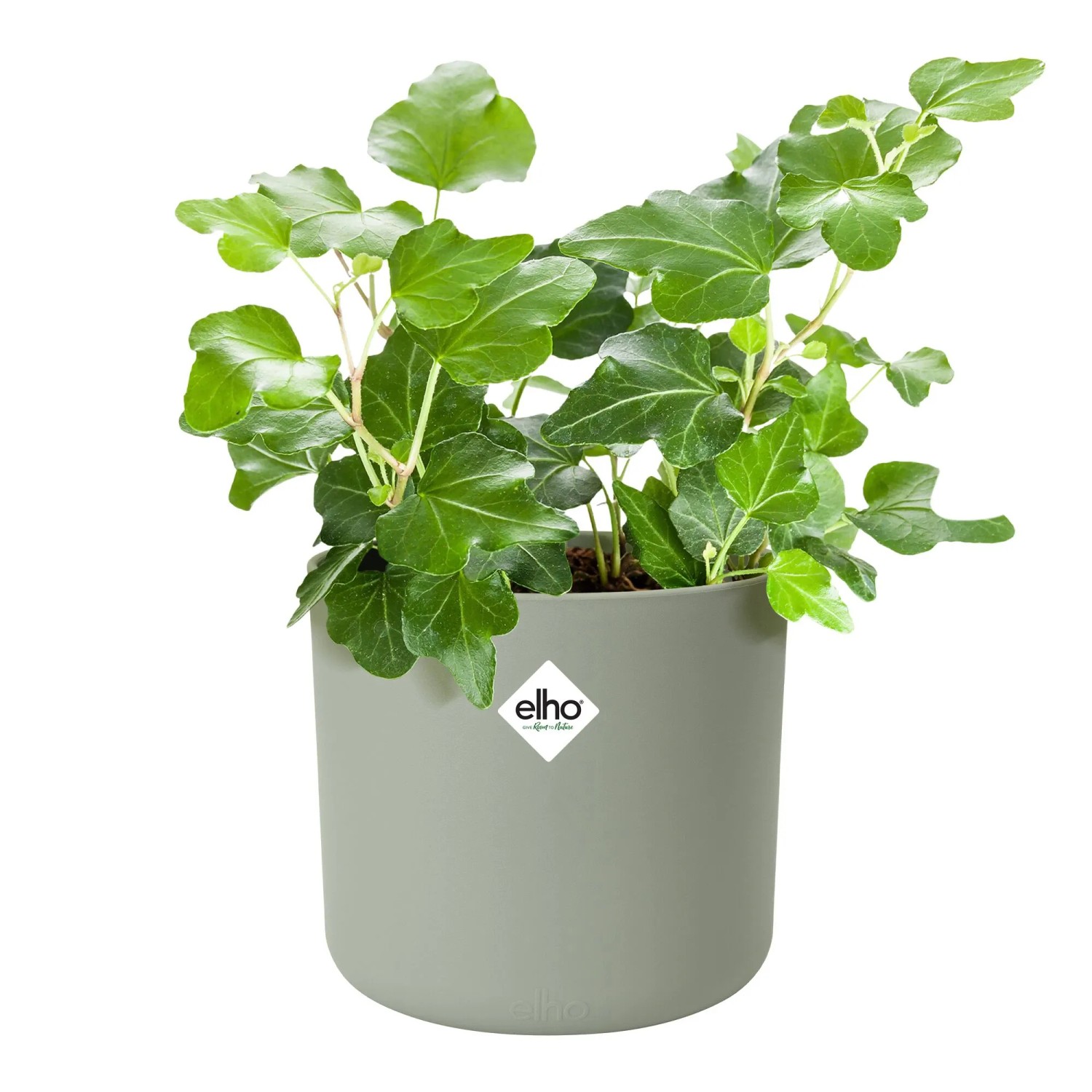 Elho Blumentopf B.for Soft, rund, Ø 16 cm, grün, mit Efeu bepflanzt.