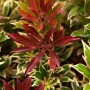 Detailaufnahme der Japanischen Lavendelheide 'Flaming Silver' mit roten und grün-silbrigen Blättern.