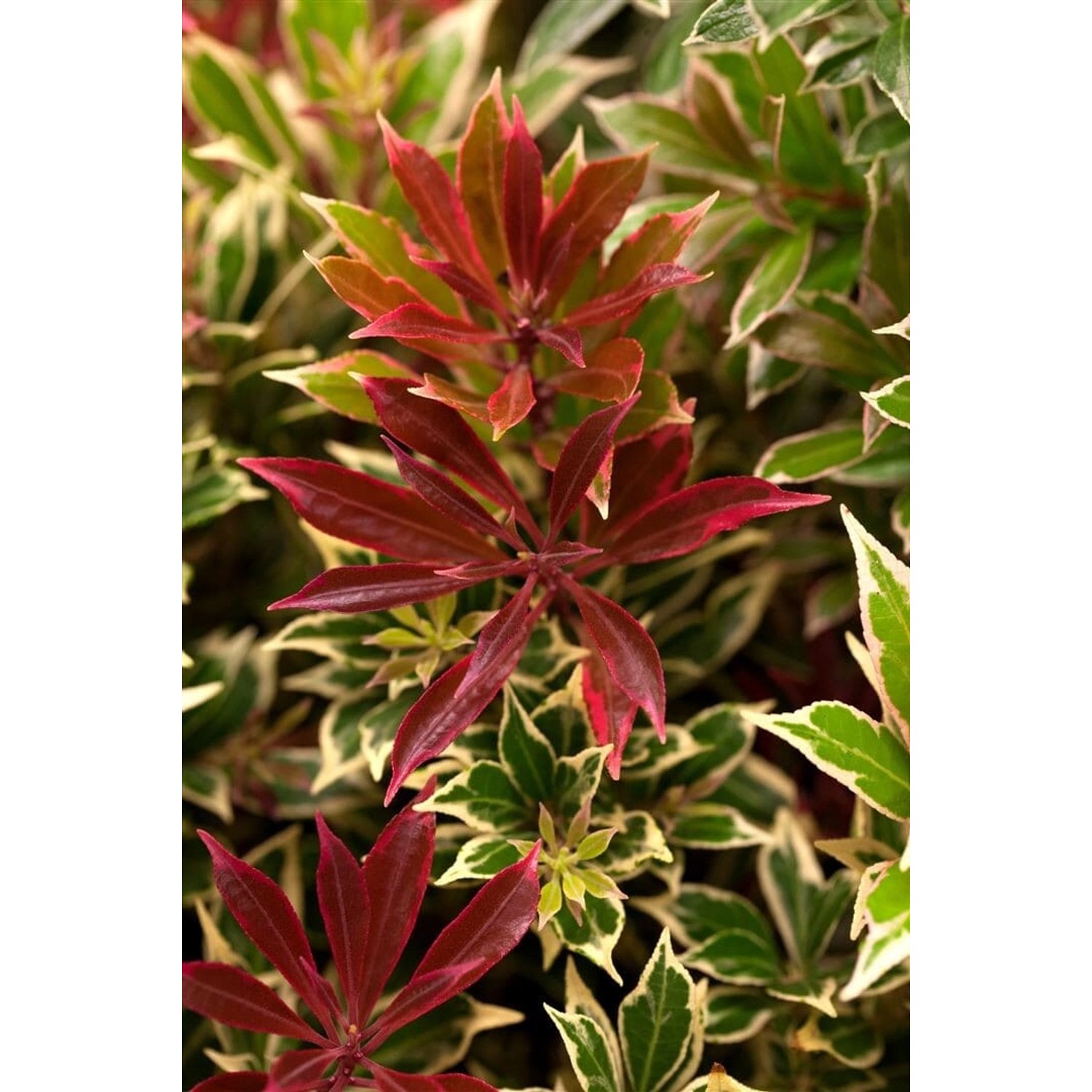 Pieris Japonica Flaming Silver Japanische Lavendelheide 40–50 cm günstig online kaufen