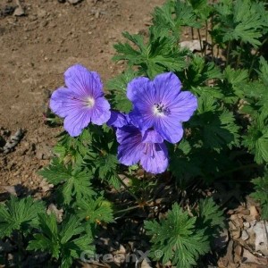 Blühender Storchenschnabel Havanna Blues (Geranium wallichianum) mit blau-lila Blüten.