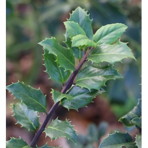 Nahaufnahme eines Zweigs der Stechpalme Ilex Blue Prince mit grünen, dornigen Blättern.