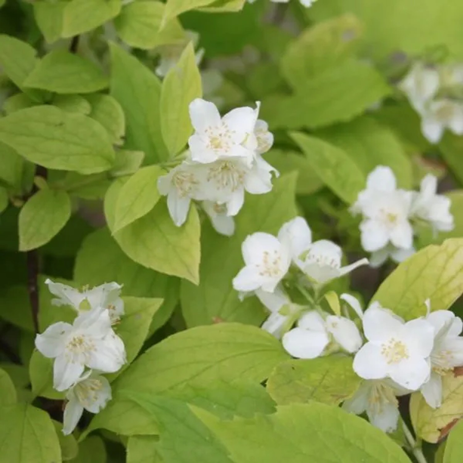 Duftjasmin 'Aureus' Philadelphus coronarius 30 bis 40 cm im Container Goldgelbes Laub