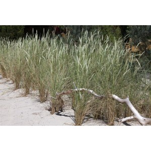 Strandhafer Ammophila Arenaria im Topf, graugrüne Blätter und weiße Blütenstände.