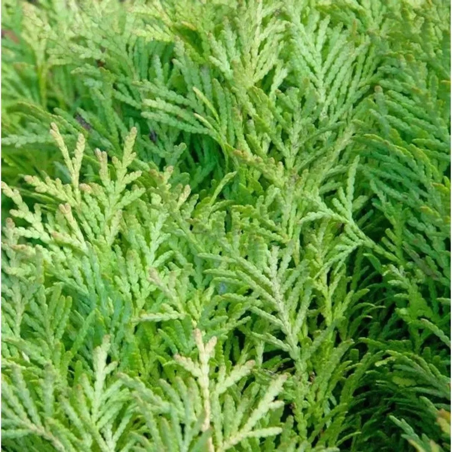 Hochstamm Zwerglebensbaum Amber Glow 60-80cm - Thuja occidentalis