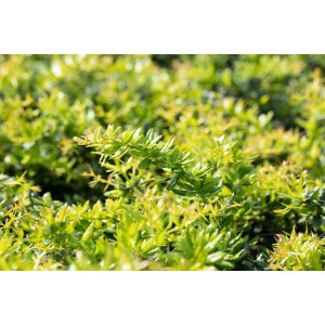 Immergrüne Berberitze Candidula, 20–25 cm hoch, mit dichten, grünen Blättern.