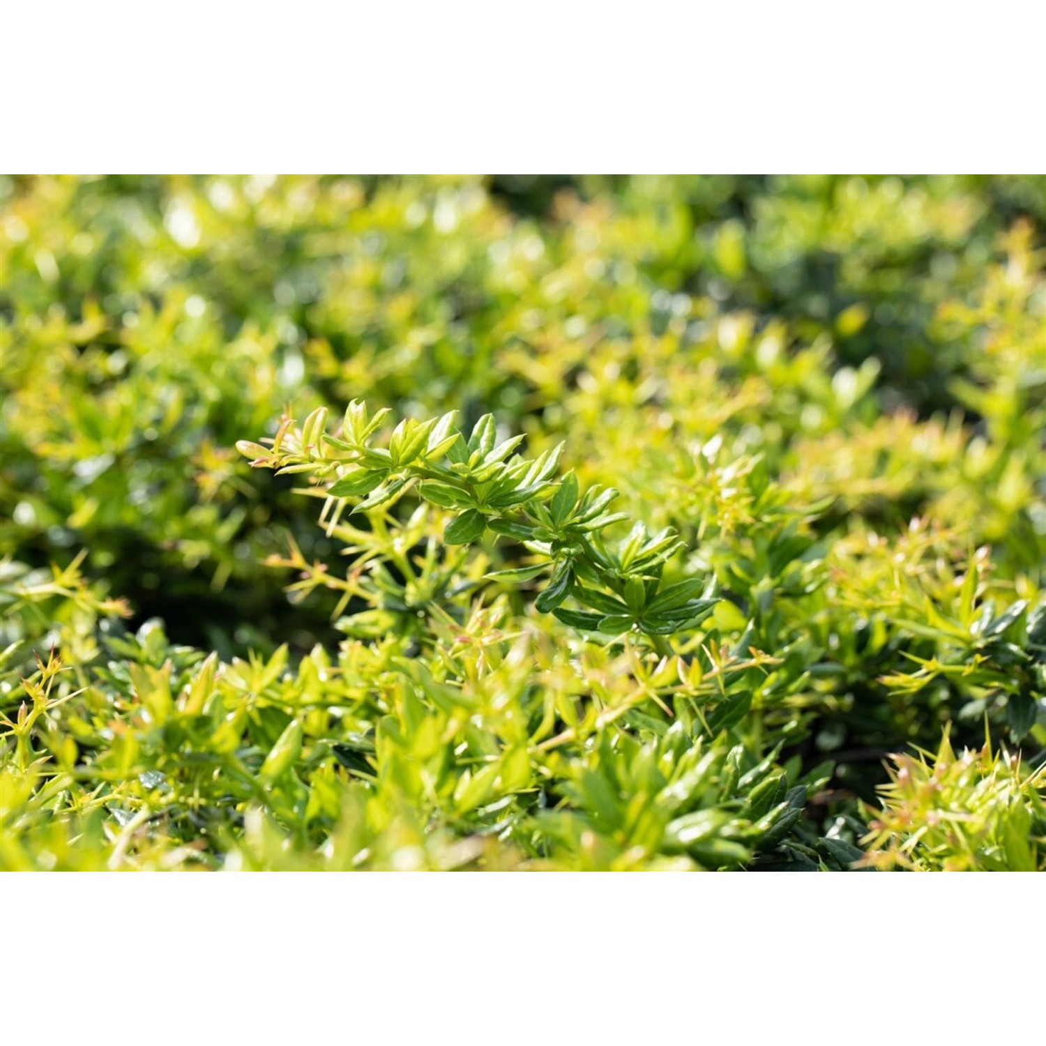 Berberis Candidula Immergrüne Berberitze 20–25 cm günstig online kaufen