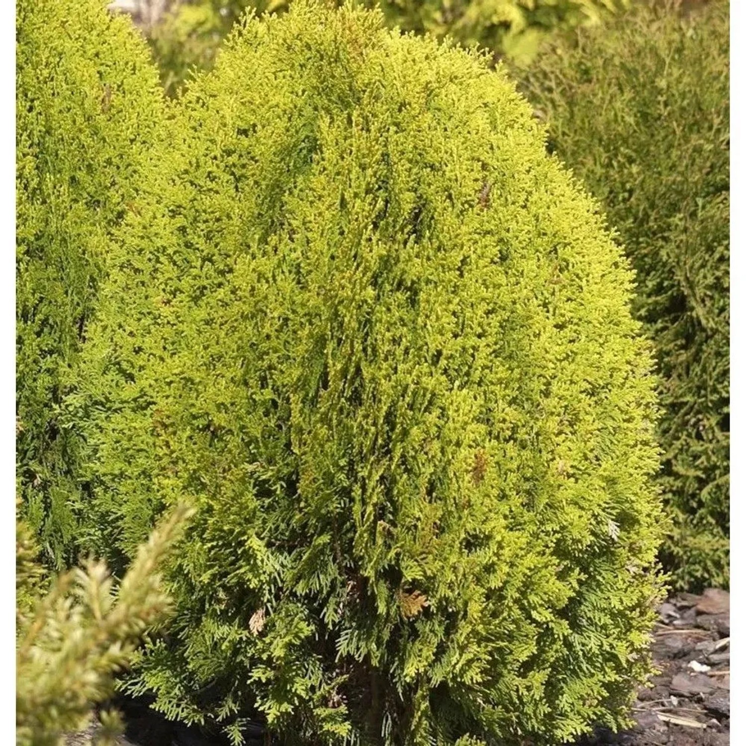 Gelber Zwerglebensbaum 25-30cm - Thuja occidentalis