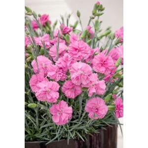 Dianthus 'Tickled Pink' im 2L Container: Rosa Nelkenblüten mit graugrünem Laub im Topf.
