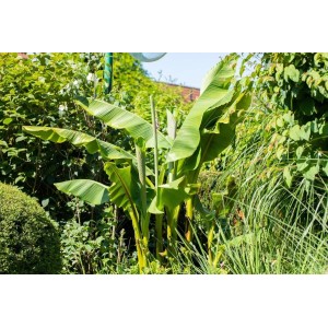 Japanische Essbanane (Musa Japonica) im Garten, buschig wachsend mit großen, grünen Blättern.