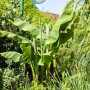 Japanische Essbanane (Musa Japonica) im Garten, buschig wachsend mit großen, grünen Blättern.