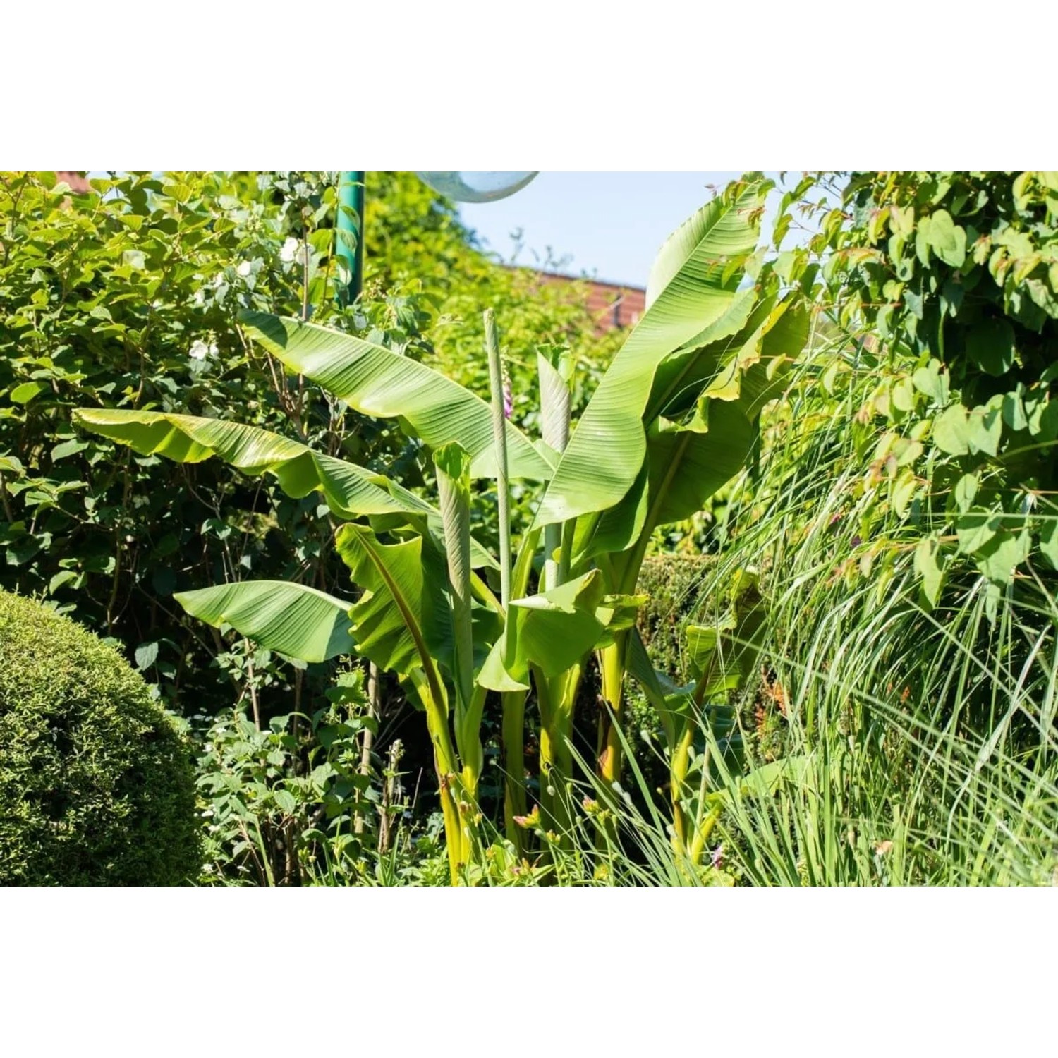 Japanische Essbanane (Musa Japonica) im Garten, buschig wachsend mit großen, grünen Blättern.