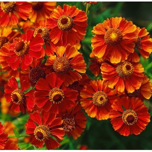 Sonnenbraut 'Flammendes Käthchen' mit leuchtend orangen Blüten im Topf.
