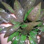 Dennerle Aquariumpflanze Cryptocoryne Affinis mit länglichen, grün-braunen Blättern.