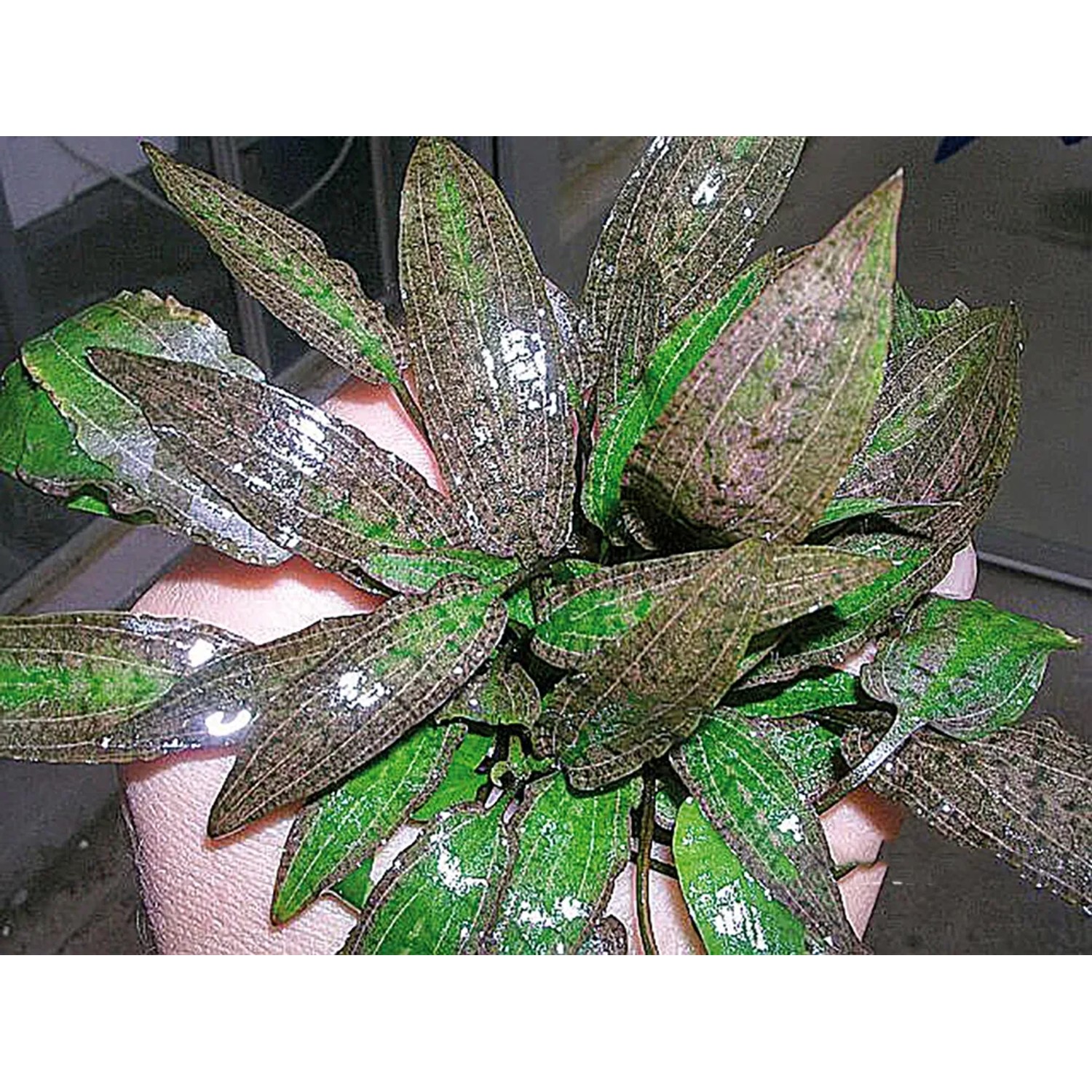 Dennerle Aquariumpflanze Cryptocoryne Affinis mit länglichen, grün-braunen Blättern.