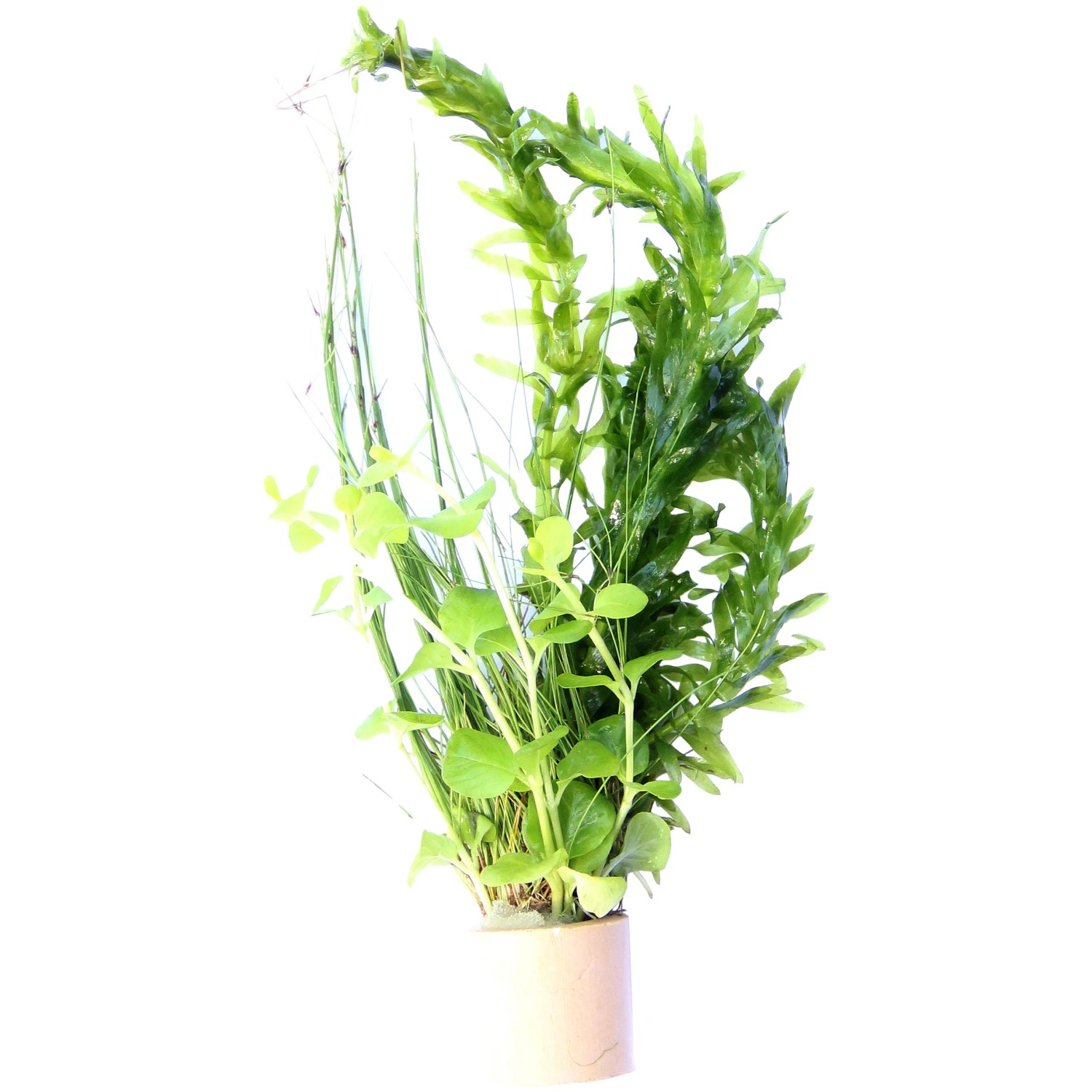 Dennerle Plants Aquariumpflanze Kaltwasser Mix