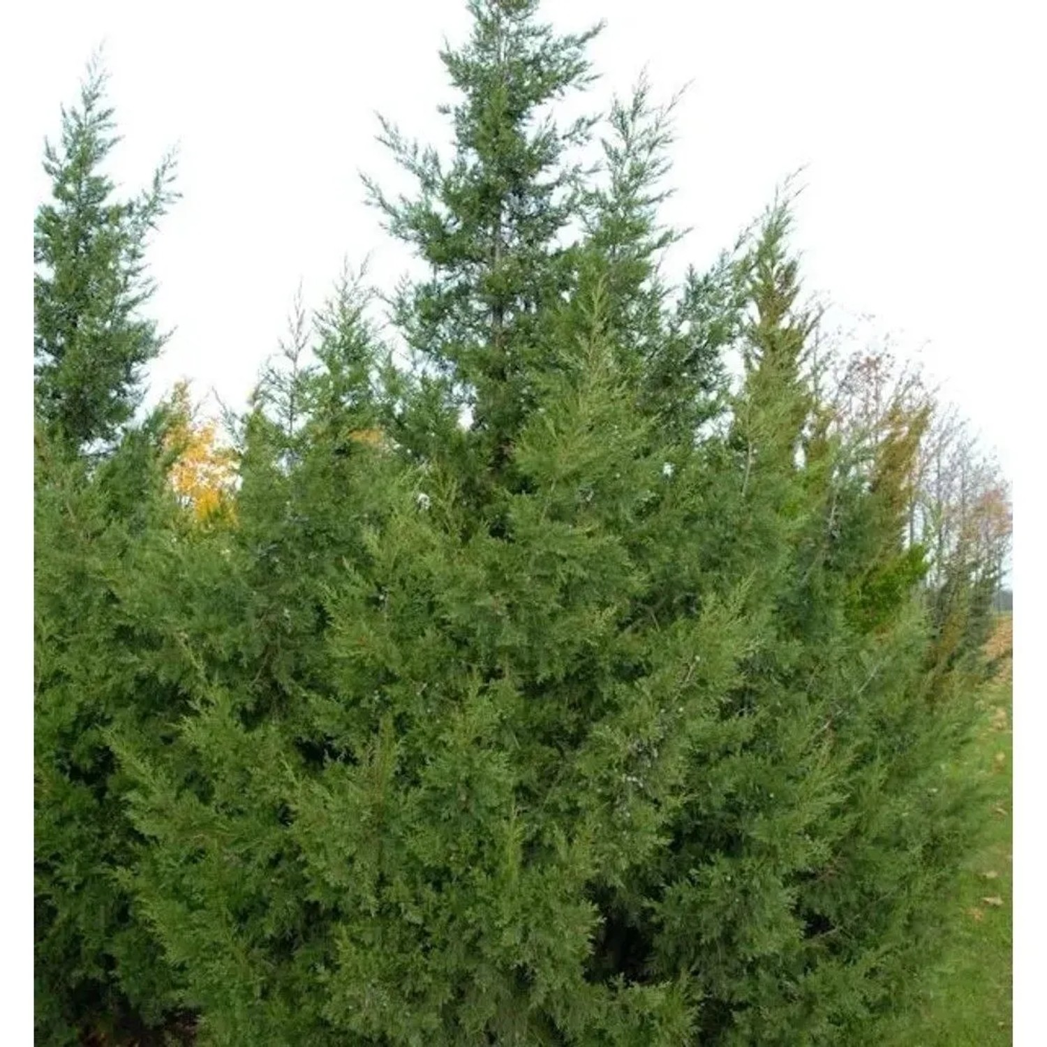 Chinesischer Wacholder Keteleeri 80-100cm - Juniperus chinensis