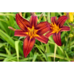 Hemerocallis 'Crimson Pirate' Taglilie mit roten Blüten und gelber Mitte im Detail.