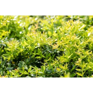 Berberitze Frikartii Verrucandi, 40–50 cm, mit grünen Blättern. Ideal als Strauch für Garten und Beet.