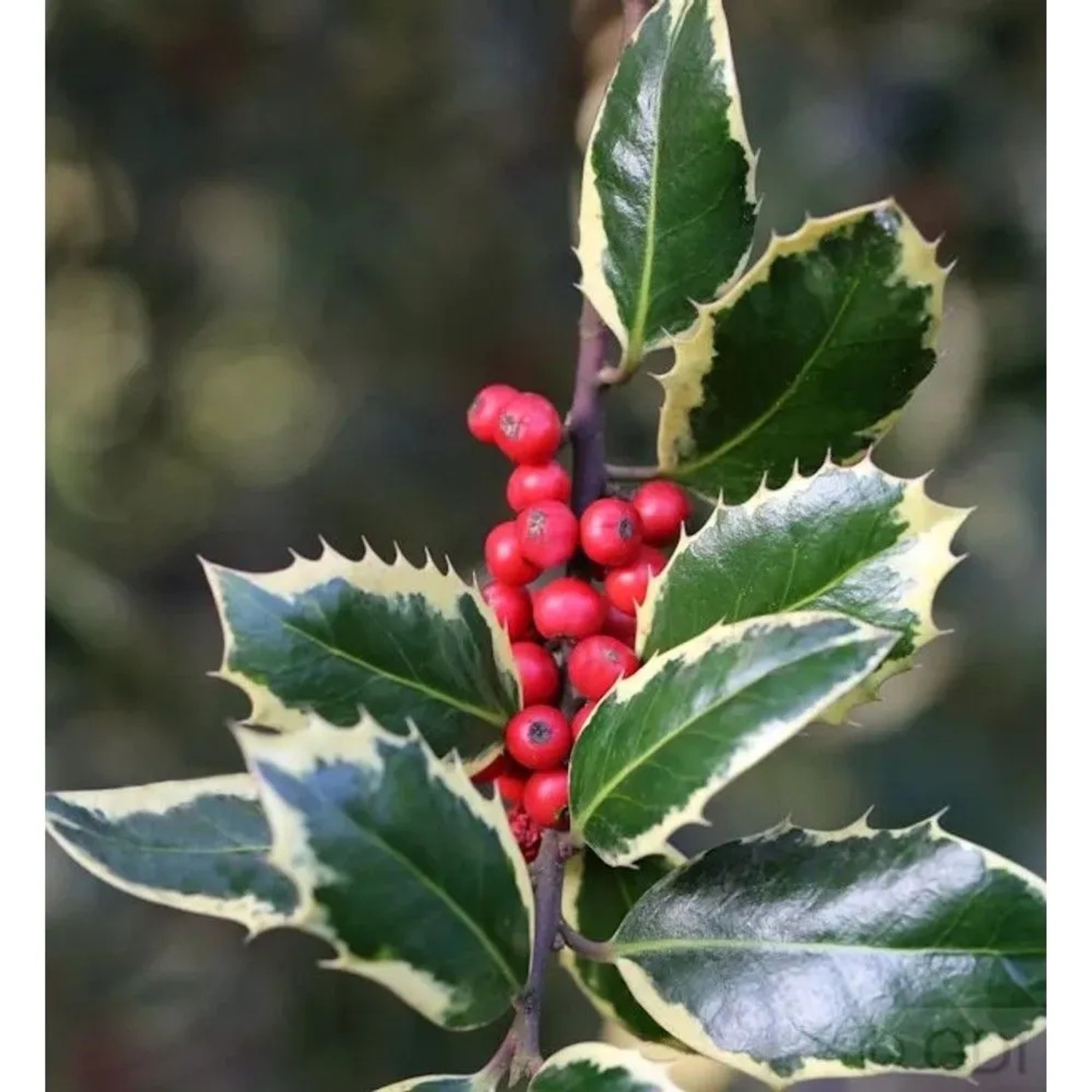 Weißbunte Stechpalme Ilex Argentea Marginata 30-40cm - ilex aquifolium