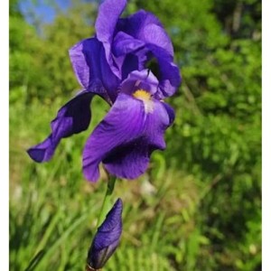 Bleiche Schwertlilie - Iris pallida