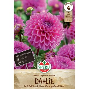 Sperli Blumenzwiebeln Dahlie Sandra